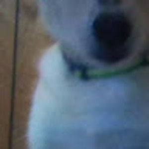 Meet your Posher, Lainey-mae